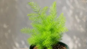 Shatavari: Benefits, Uses, Cultivation & Traditional Importance Worldwide
