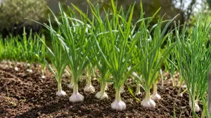 Garlic: Benefits, Uses, Cultivation & Why It Is Essential in Global Cuisine