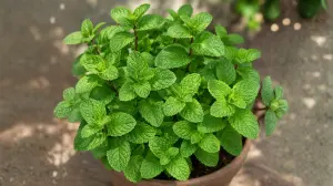 Pudina Benefits, Uses, Aroma & Why It Is Widely Used Worldwide