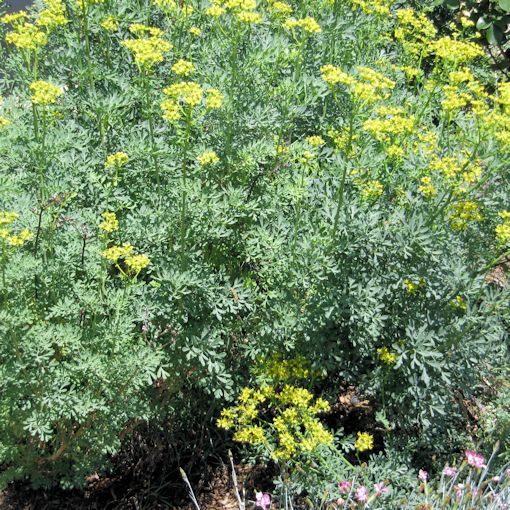 Rue (Arutha) – Aromatic Herb with Traditional Significance (അരുത്ത / र्यू पत्ता)