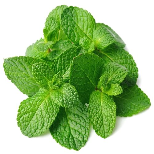 Pudina (Mint Leaves) – Natural Herb for Digestion & Refreshing Flavor (പുതിന / पुदीना)