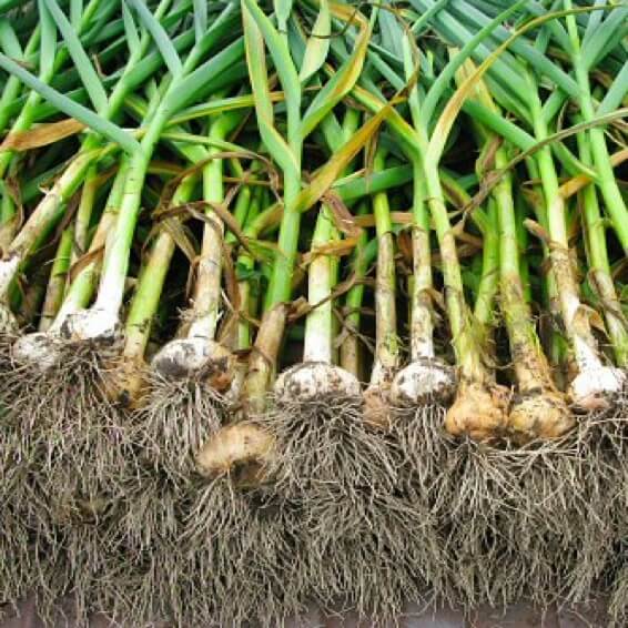 Garlic – Fresh & Aromatic Bulbs for Cooking & Flavor (വെളുത്തുള്ളി / लहसुन)