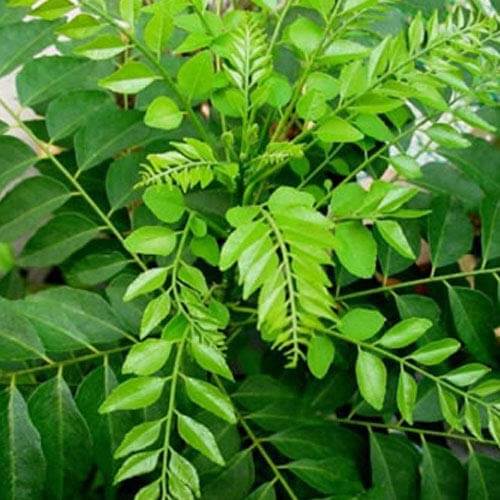 Curry Leaves – Aromatic Leaves for Cooking & Traditional Use (കറിവേപ്പില / कड़ी पत्ता)