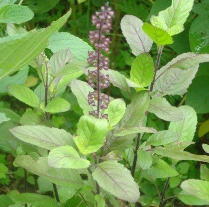Holy Basil (Tulsi) – Sacred Herbal Plant with Traditional Importance (തുളസി / तुलसी)