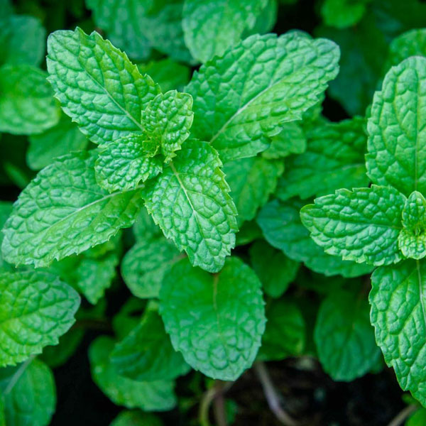 Peppermint – Aromatic Herb for Flavoring & Traditional Use (പെപ്പർമിന്റ് / पुदीना)